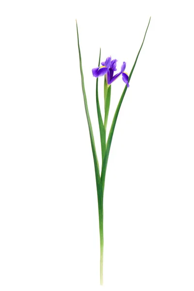 Vue Rapprochée Belle Fleur Iris Fleurs Isolée Sur Blanc — Photo