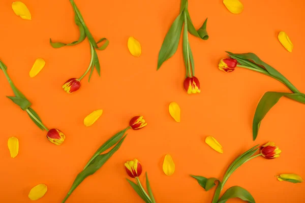 Vista Superior Hermosas Flores Tulipán Con Pétalos Sobre Fondo Naranja —  Fotos de Stock