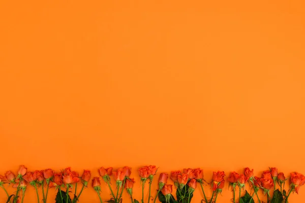 Belles Roses Fleurs Avec Des Feuilles Vertes Sur Fond Orange — Photo