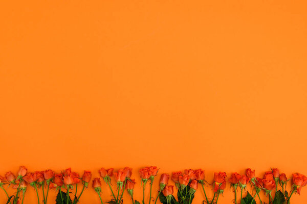 beautiful blooming roses with green leaves on orange background