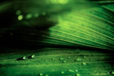 close-up view of green natural background with dew drops clipart