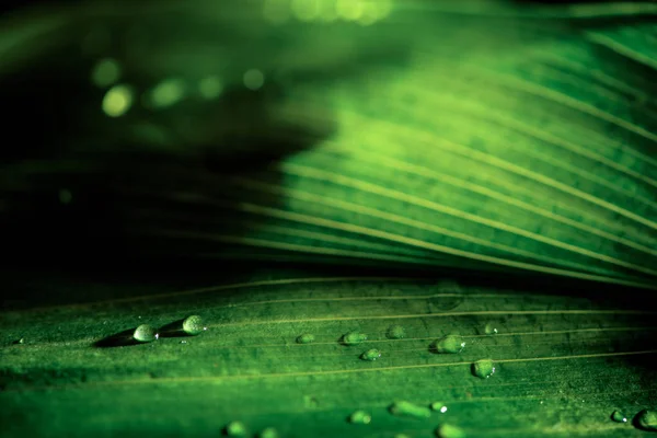 Primo Piano Vista Sfondo Verde Naturale Con Gocce Rugiada — Foto Stock