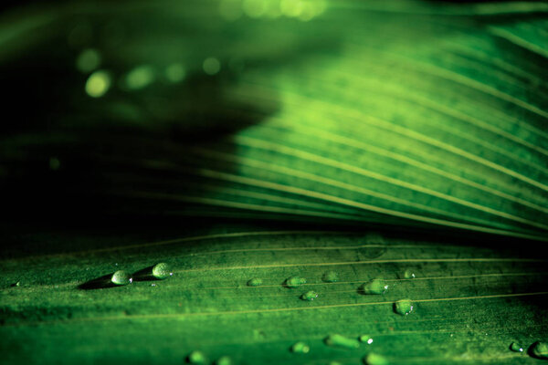 close-up view of green natural background with dew drops