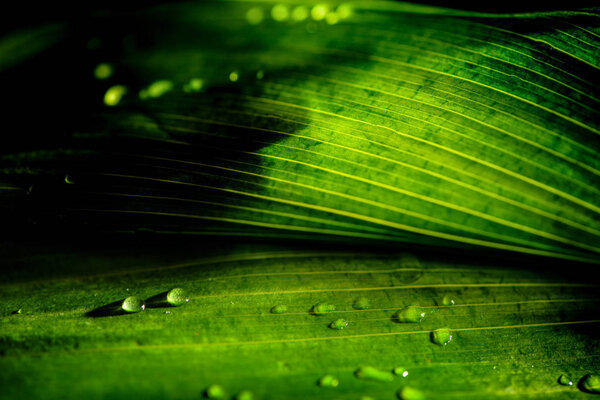 close-up view of green floral background with rain drops
