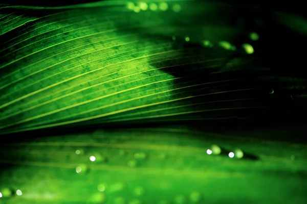 close-up view of green floral background with dew drops