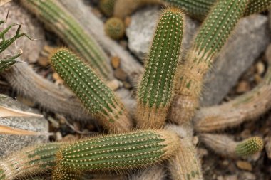 close-up view of beautiful green cactuses growing on stones clipart