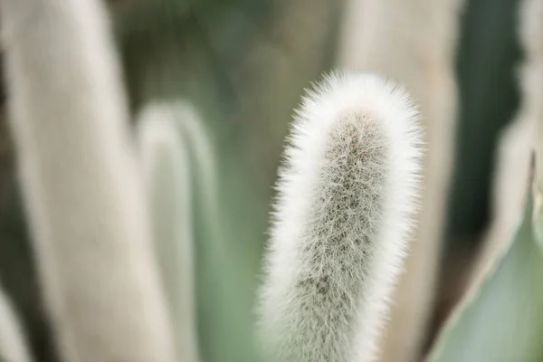 Foco Seletivo Bela Planta Suculenta Com Espinhos — Fotografia de Stock