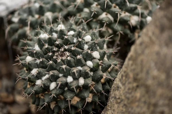 Enfoque Selectivo Hermosa Planta Suculenta Verde Con Espinas — Foto de stock gratis