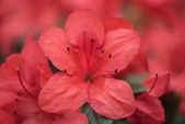 Selektivní fokus krásné čerstvé kvetoucí červené květy 
