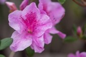 Detailní pohled krásné čerstvé kvetoucí fialovými květy  