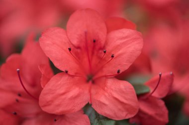 selective focus of beautiful fresh blooming red flowers  clipart