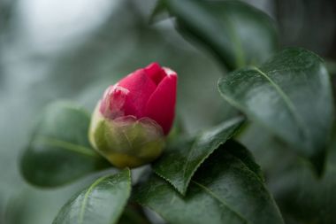 close-up view of beautiful red flower bud with green leaves