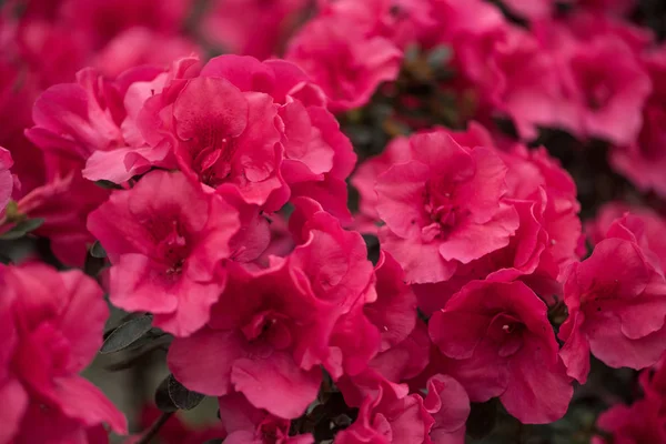 Flowers — Stock Photo, Image