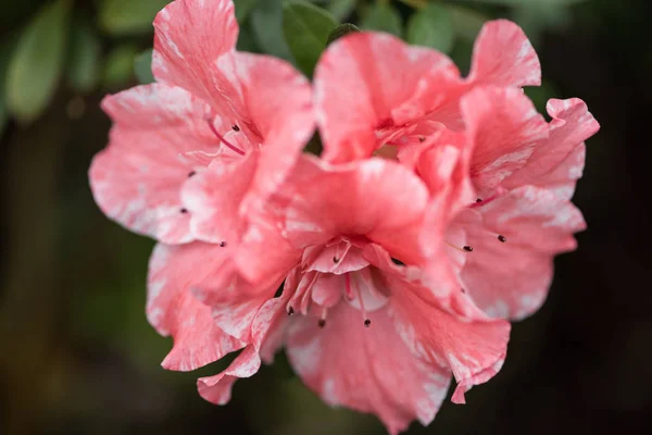 Vista Cerca Hermosas Flores Rosadas Florecientes Frescas — Foto de Stock