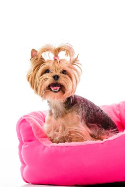 Pembe yatak üzerinde beyaz izole oturan teriyer köpek