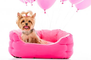 Yorkshire terrier üzerinde beyaz izole balonlar ile yatağa oturmuş