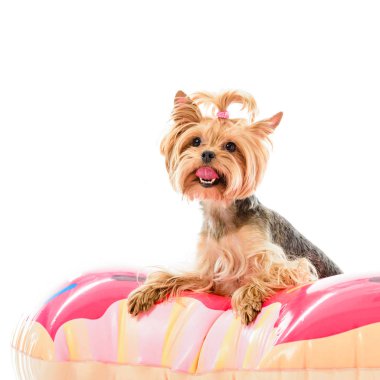 Sevimli köpek üzerinde beyaz izole halka yüzmek halkası üzerinde oturan