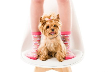 Köpek.