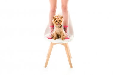 Yorkshire terrier köpek kadın bacaklar beyaz izole tarafından sandalyede oturuyor
