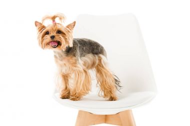 Şirin teriyer köpek ayakta beyaz izole sandalye