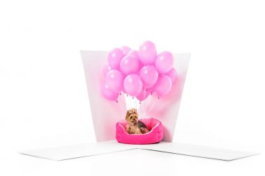  Yorkshire terrier in gift box with pink balloons isolated on white clipart