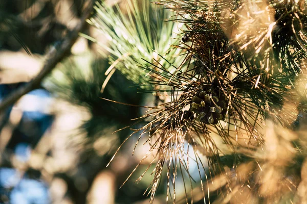 Branche de pin — Photo de stock