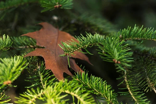 Pine tree branches — Stock Photo