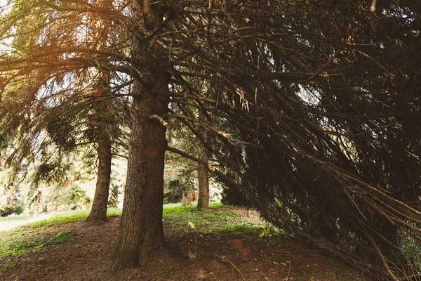 Arbres dans la forêt d'automne — Photo de stock