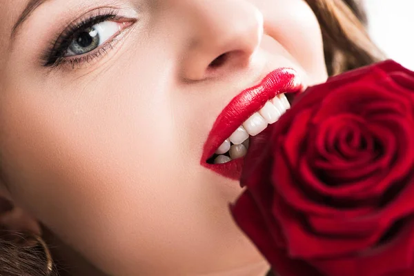 Imagen recortada de chica sensual mordiendo pétalos de rosa roja, concepto de día de San Valentín - foto de stock