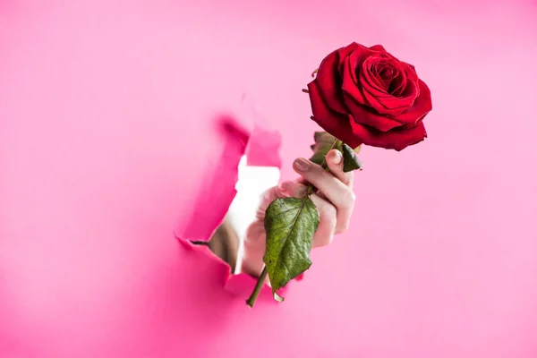 Cropped image of woman holding red rose in hole in pink paper — Stock Photo