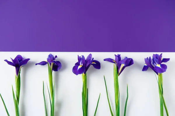 Vista superior de las flores del iris sobre el iris partido a la mitad y la superficie blanca - foto de stock