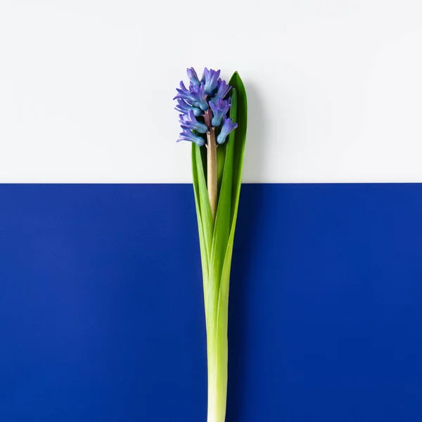 Vista superior de hermosas flores de jacinto en la superficie dividida a la mitad azul y blanco - foto de stock