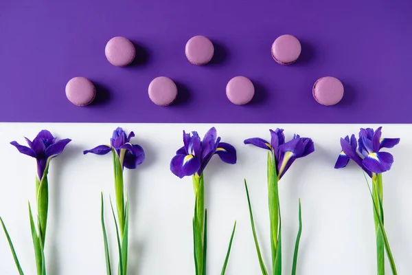 Composición laica plana de flores de iris con deliciosas galletas macaron en la superficie púrpura y blanca - foto de stock