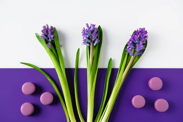 Draufsicht auf Hyazinthenblüten mit Macaron-Keksen auf violett-weißer Oberfläche — Stockfoto