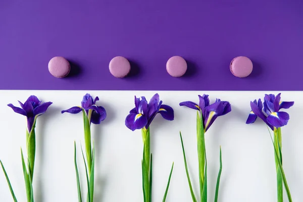 Вид зверху на квіти ірису з печивом макарон на фіолетовій та білій поверхні — стокове фото