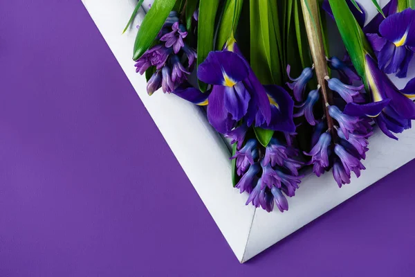 Вид зверху на квіти на білій рамці на фіолетовій поверхні — стокове фото