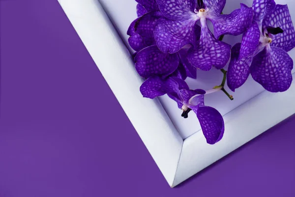 Vue de dessus des fleurs d'orchidée sur le cadre blanc sur la surface violette — Photo de stock