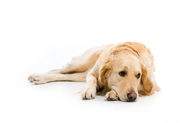 Studio shot of lying golden retriever isolated on white — Stock Photo