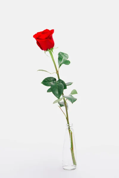 Vue rapprochée de la belle fleur de rose rouge en fleurs dans un bocal en verre isolé sur blanc — Photo de stock