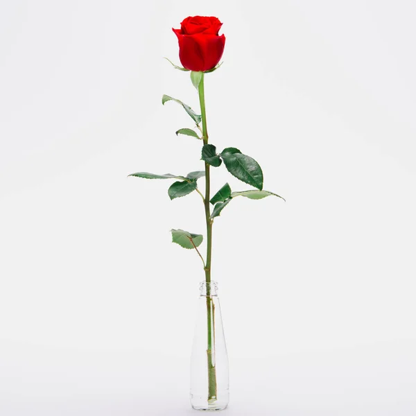Крупним планом красива квітуча троянда в скляній банці ізольована на білому — стокове фото