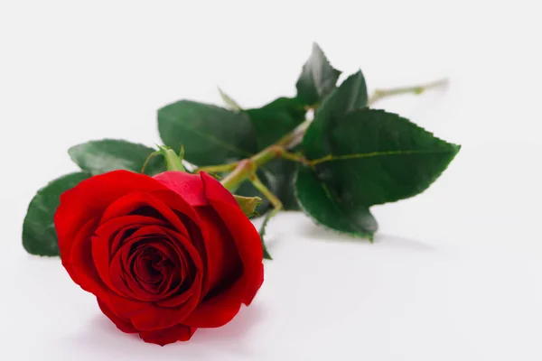 Vista de cerca de hermosa flor de rosa roja tierna aislada en blanco - foto de stock