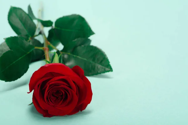 Nahaufnahme der schönen roten Rosenblüte mit grünen Blättern auf blauem Grund — Stockfoto