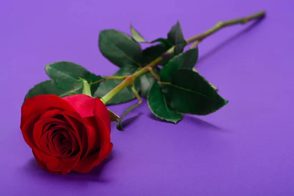 Крупным планом красивый цветок красной розы с зелеными листьями на фиолетовом фоне — стоковое фото