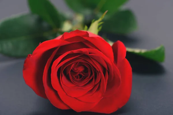 Вибірковий фокус красивої ніжної квітки троянди на сірому — стокове фото