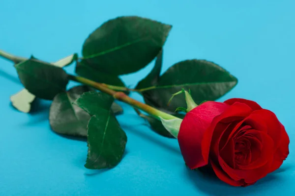 Close-up view of beautiful tender rose flower on blue — Stock Photo