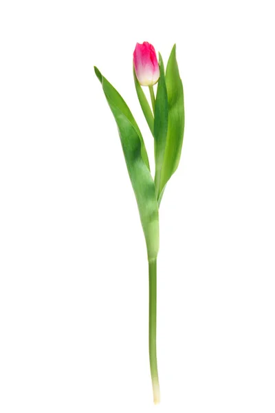 Close-up view of beautiful blooming pink tulip flower with green leaves isolated on white — Stock Photo