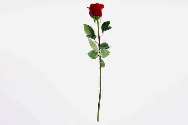 Bela flor de rosa vermelha florescendo isolado no branco — Fotografia de Stock