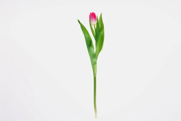 Hermosa flor de tulipán rosa con hojas verdes aisladas en blanco - foto de stock