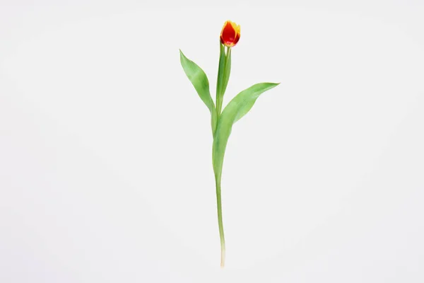Beautiful blooming red and yellow tulip flower isolated on white — Stock Photo