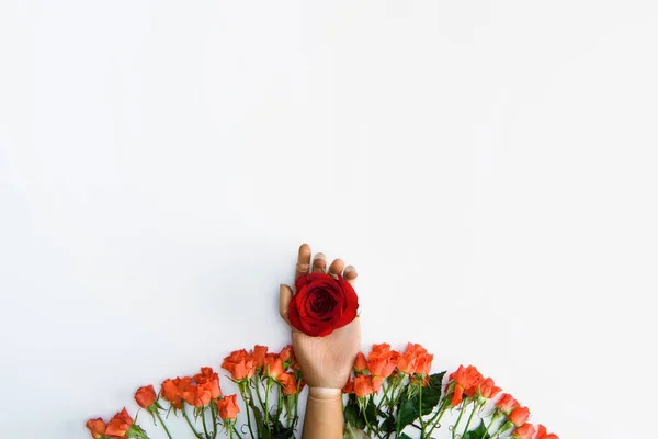 Draufsicht der Hand auf Dummy mit roter Rose und schönen Rosenblüten isoliert auf weiß — Stockfoto